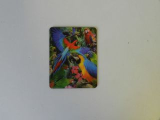 Obrázek z Magnet 3D 7x9cm - papoušci (25) 